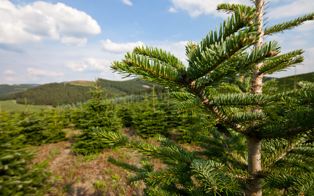 O Tannenbaum im Sonnenschein: Halbzeit für Weihnachtsbaumzüchter