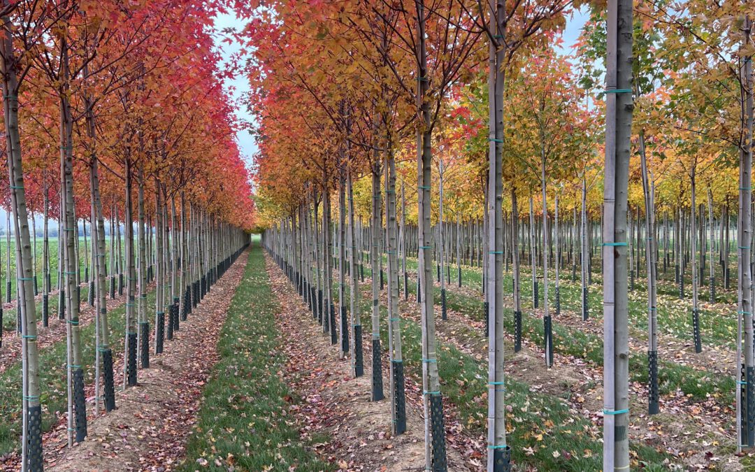 Herbstzeit ist Pflanzzeit – Baumschulen im Hochbetrieb