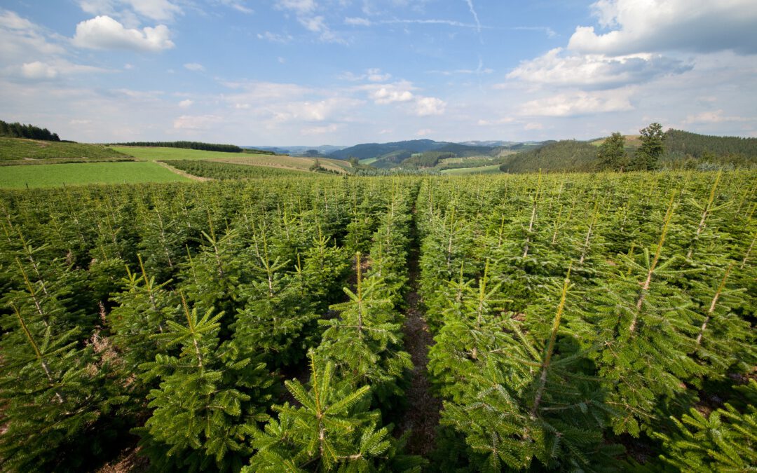 Vorfreude wächst: Weihnachtsbaumverkauf in NRW begonnen